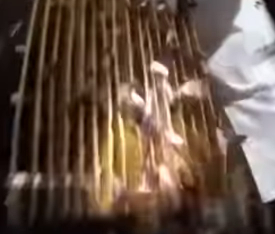 اكل الصراصير بالفيديو شاهد كيف يتعامل الآسيويين مع الصراصير من المراعي حتي الاكل