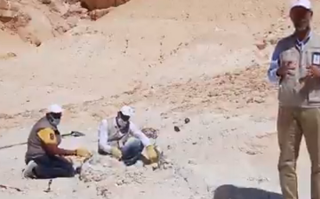 اكتشاف حوت منقرض في السعودية
