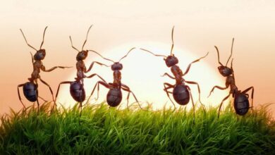 تفسير رؤية النمل في البيت
